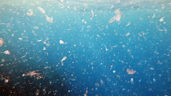 Plásticos en el medio marino